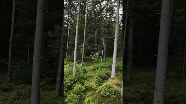 FPV discovery flight: into the woods01 - DJI Avata 2 #dji #fpv #avata2