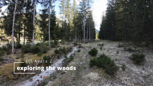 exploring the woods - DJI Avata 2