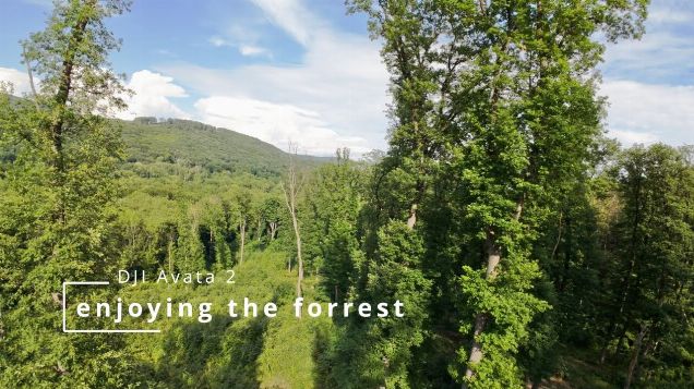 enjoying the forrest - DJI Avata 2