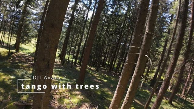 tango with trees - DJI Avata 2