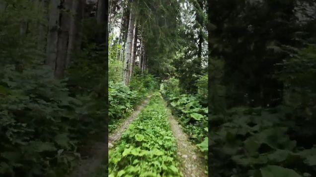 FPV discovery flight forest trail01 - DJI Avata 2 #dji #fpv  #avata2