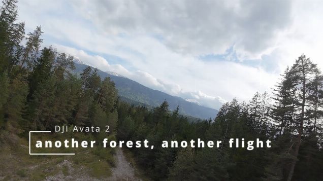 another forest, another flight - DJI Avata 2