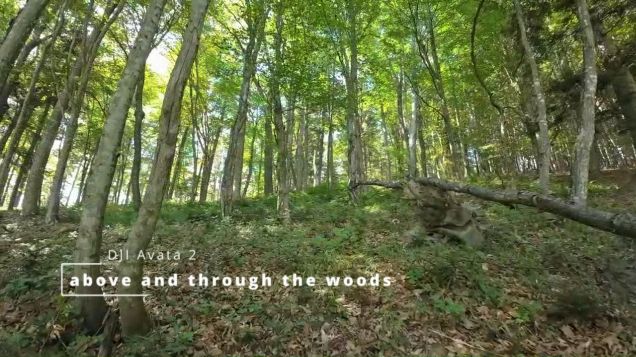 above and through the woods - DJI Avata 2